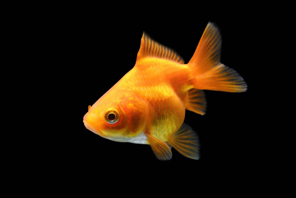 Goldfish isolated on black background. Orange goldenfish isolated on black background. Thailand. - Photo, Image