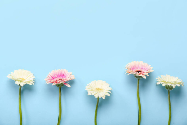 Beautiful gerbera flowers on blue background - Zdjęcie, obraz