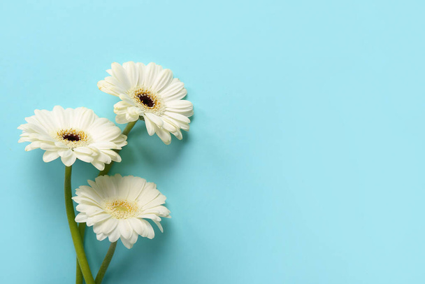 Flores de gerberas blancas sobre fondo azul - Foto, imagen