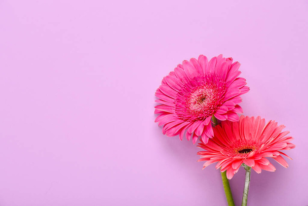 Lindas flores de gerbera em fundo lilás - Foto, Imagem