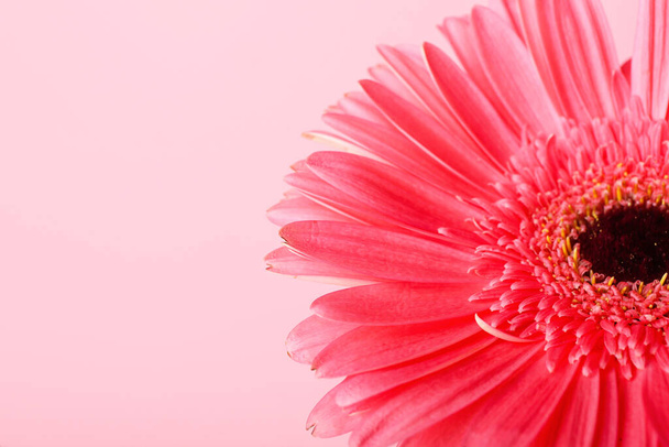 Beautiful gerbera flower on pink background, closeup - Фото, зображення