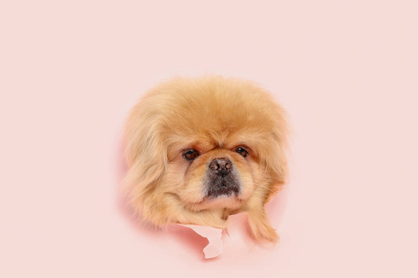 Carino cane soffice guardando fuori dal buco in carta rosa strappato - Foto, immagini
