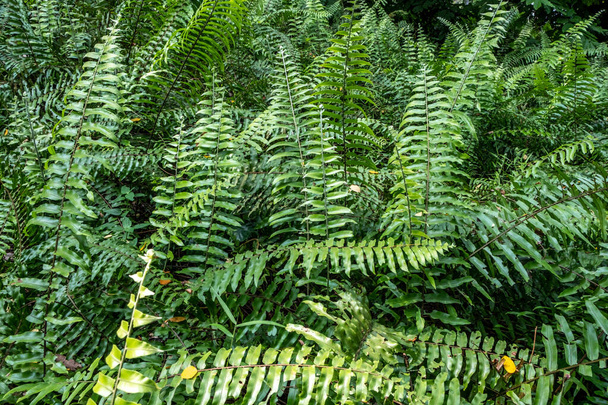 Bujné listí v tropické zahradě v Singapuru - Fotografie, Obrázek