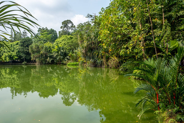 Green waters of a tropical lagoon in Singapore - Photo, Image