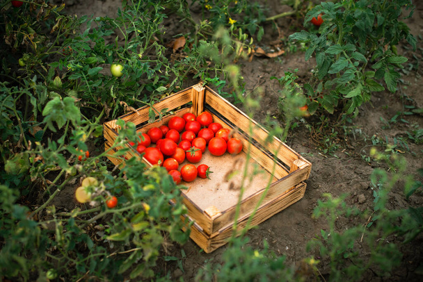 cama de jardim com tomates maduros. pegou tomate vermelho na caixa no campo. época de colheita - Foto, Imagem