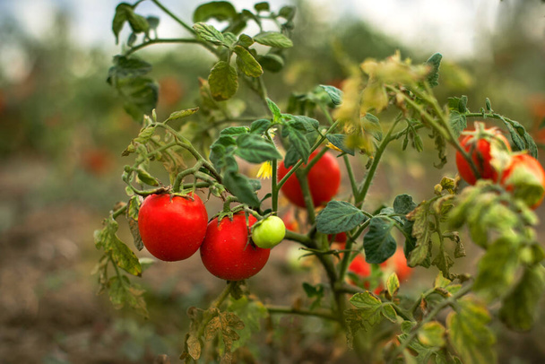tomates vermelhos maduros cultivados em campo ou jardim. Jardinagem de tomate conceito de agricultura de pequena escala - Foto, Imagem