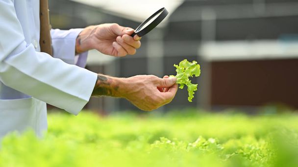 Cropped image of agricultural researcher observing organic vegetable with magnifying glass in industrial greenhouse. - 写真・画像