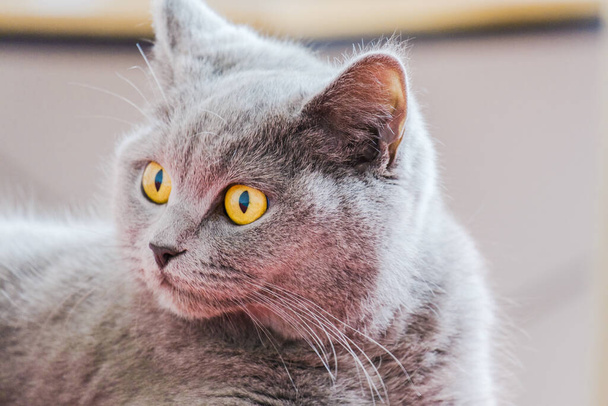 grey british short hair cat portrait in playful mood - Foto, Bild