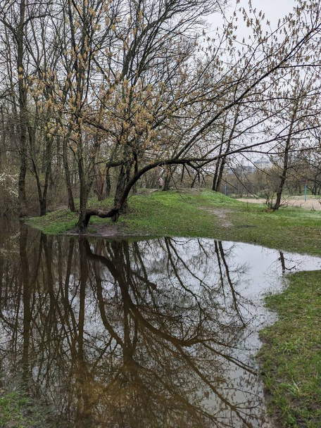 Nehir taştıktan sonra parktaki ağaçlar suyla doldu. - Fotoğraf, Görsel