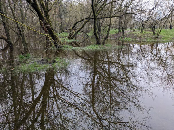 Nehir taştıktan sonra parktaki ağaçlar suyla doldu. - Fotoğraf, Görsel