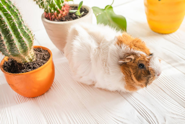Cacti on the table. Guinea pig on a white table in the sunshine at home on a sunny day - Photo, Image