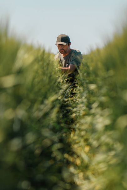 Portret van boerenknecht van middelbare leeftijd hurkend in onrijp groen gerstveld en onderzoek naar de ontwikkeling van graan plant oor met groene trucker hoed en t-shirt op zonnige lentedag, verticaal beeld met selectieve focus - Foto, afbeelding
