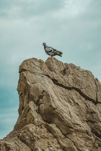 Pigeon on large rock against dramatic atmospheric sky with dark clouds in background, selective focus - Zdjęcie, obraz