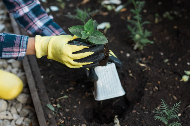Χέρι της γυναίκας κηπουρός στα γάντια κρατά σπορόφυτα της μικρής μηλιάς στα χέρια της ετοιμάζεται να το φυτέψει στο έδαφος. Φυτεία δένδρων - Φωτογραφία, εικόνα