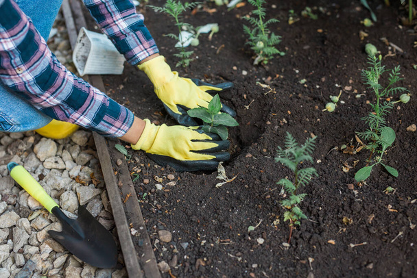 Жінка саджає молоді саджанці в ґрунт. Садівництво та стійкість садівничого хобі. Здорова органічна їжа
 - Фото, зображення