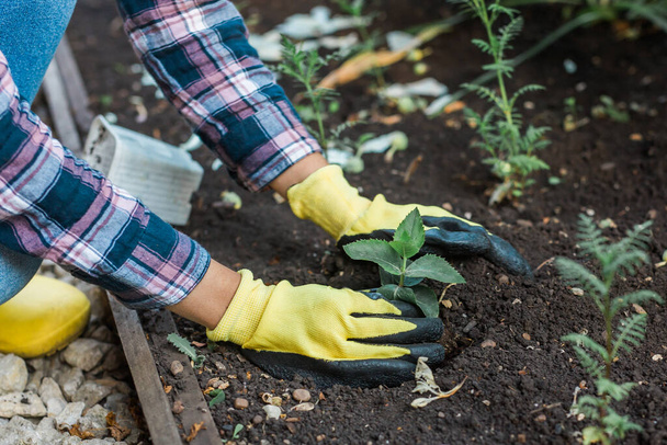 Γυναίκα φυτεύει νεαρά σπορόφυτα στο χώμα. Κηπουρική και αειφορία κηπουρική χόμπι. Υγιή βιολογικά τρόφιμα - Φωτογραφία, εικόνα