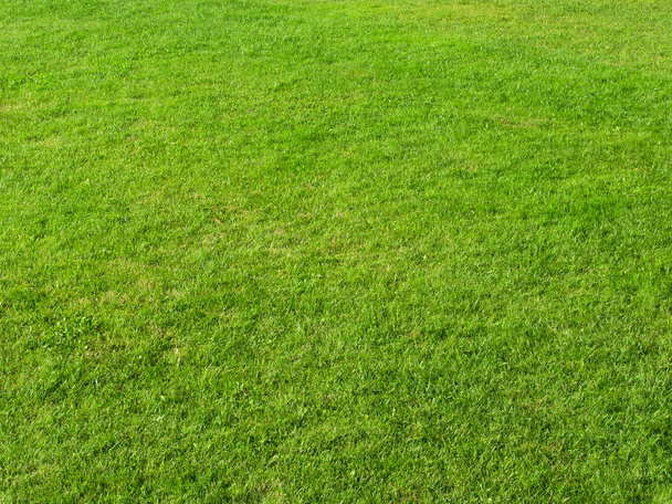 Grass field - Photo, Image