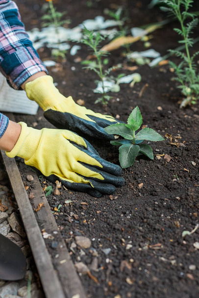 Mujer plantando plántulas jóvenes en el suelo. Horticultura y sostenibilidad jardinería hobby. Alimento ecológico saludable - Foto, imagen