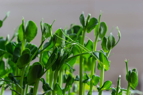 Sağlıklı salata için taze bezelye filizi yetiştiren mikro sebzeler. Taze doğal organik ürün.. - Fotoğraf, Görsel