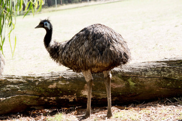 The Emu is a large bird. the emu is covered in primitive feathers that are dusky brown to grey-brown with black tips. The Emu's neck is bluish black and mostly free of feathers.  - Photo, image