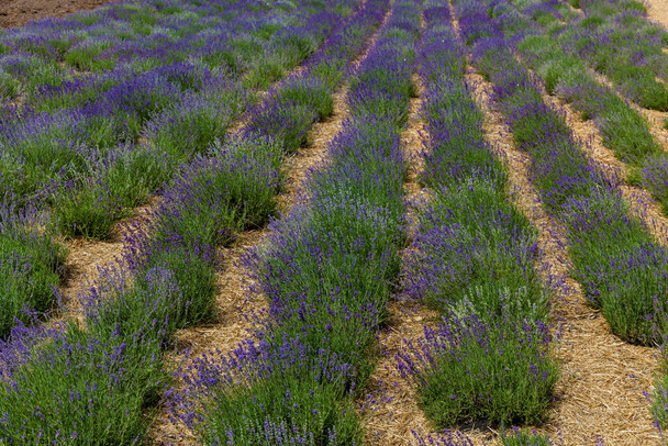 Field with blooming purple lavender. Lavender bushes are planted in long rows. - Foto, Imagem