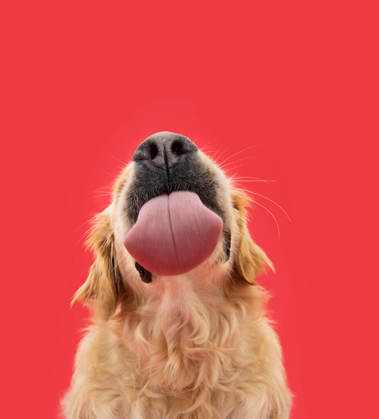 Funny portrait hungry labrador retriever puppy dog licking its lips with tongue. Isolated on red solid background - Fotó, kép
