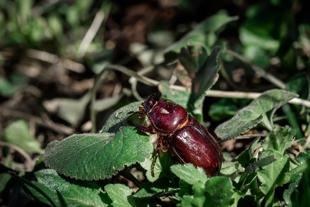春に緑色の草の上にヨーロッパのサイの甲虫。自然保護の概念は. - 写真・画像