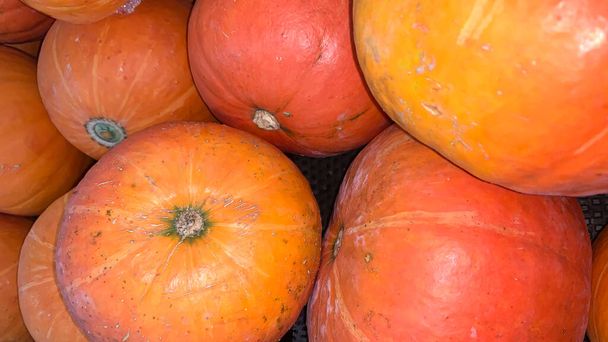 Декоративні оранжеві гарбузи виставляються на фермерському ринку в Яві. Помаранчевий декоративний гарбуз на сонці. Жнива і День подяки. - Фото, зображення