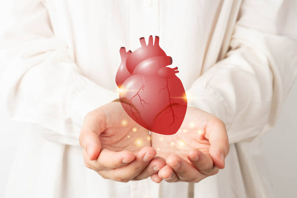 Παγκόσμια ημέρα καρδιάς. Γιατρός χέρια κρατώντας υγιή ανατομία των οργάνων της καρδιάς. Επιβράβευση καρδιακών παθήσεων, μεταμόσχευση καρδιάς ή ιδέα δωρεάς οργάνων. Καρδιολογική εξέταση και θεραπεία. - Φωτογραφία, εικόνα