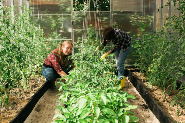 Glückliche Gärtnerinnen in Handschuhen und pflegen Tomaten. Garten- und Blumenbau. - Foto, Bild