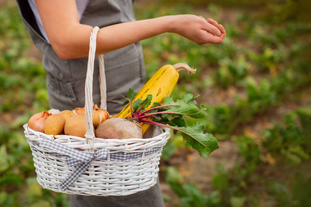 крупним планом фермер збирає стиглі овочі в кошику на полях. свіжі буряки, кабачки, картопля, цибуля від ферми до столу
 - Фото, зображення