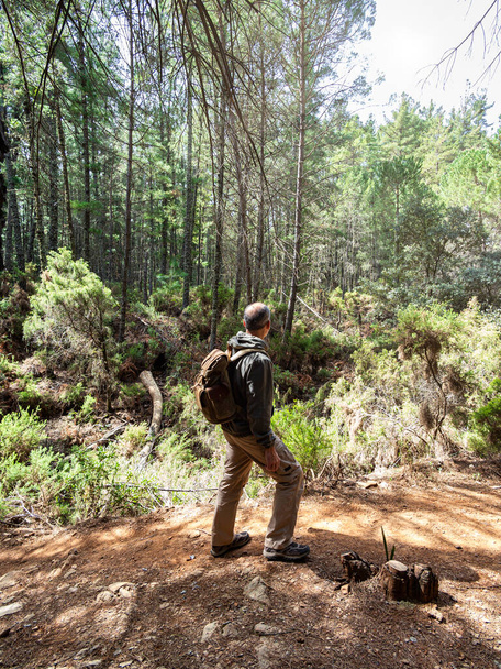 Homem de meia-idade caminhando com mochila em uma floresta mediterrânea - Foto, Imagem