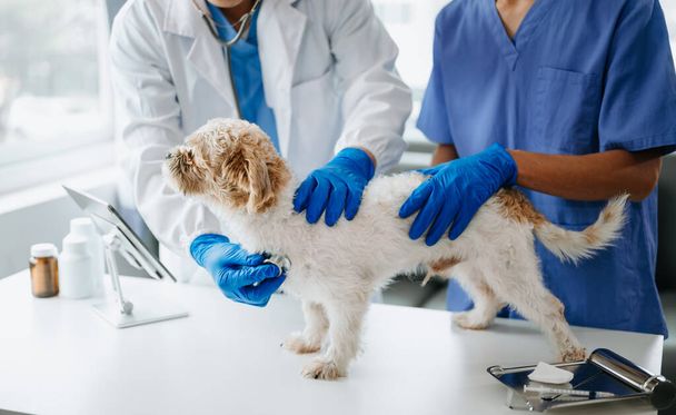 Two doctors are examining him. Veterinary medicine concept. shih tzu dog  in a veterinary clinic - Photo, image