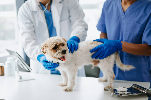 Two doctors are examining him. Veterinary medicine concept. shih tzu dog  in a veterinary clinic - Photo, Image