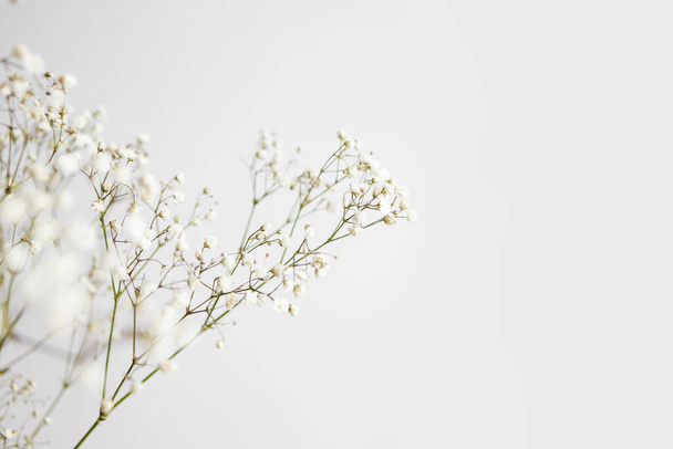 Minimalistyczna kompozycja suszonych kwiatów. wazon z białymi kwiatami na tle ściany.  - Zdjęcie, obraz