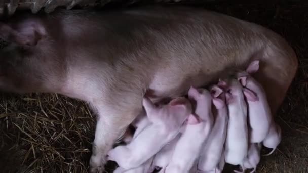 Małe zwinne prosięta jedzą mleko z maciory leżąc w klatce na farmie świń. Reprodukcja zwierząt gospodarskich - Materiał filmowy, wideo