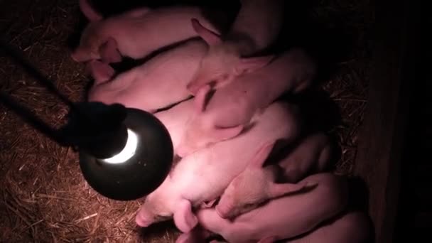 Nowonarodzone prosięta w klatce pod lampą oświetleniową. Małe świnki na farmie świń - Materiał filmowy, wideo