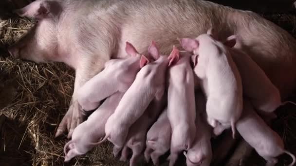Многие маленькие поросята на ферме питаются молоком свиней. Размножение поросят. - Кадры, видео