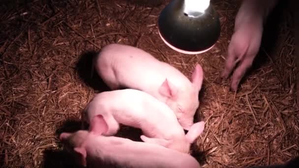 Розовые поросята на животноводческой ферме под лампой отопления и освещения. Животноводство - Кадры, видео