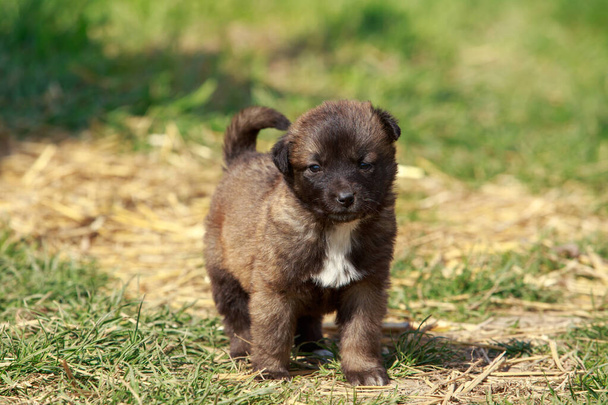 Small puppy of breed Alabai a close up - Photo, Image