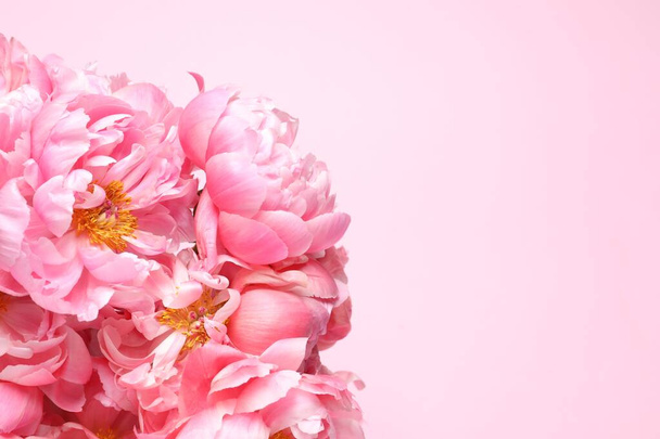 Bunch of beautiful peonies on pink background, top view. Space for text - Valokuva, kuva
