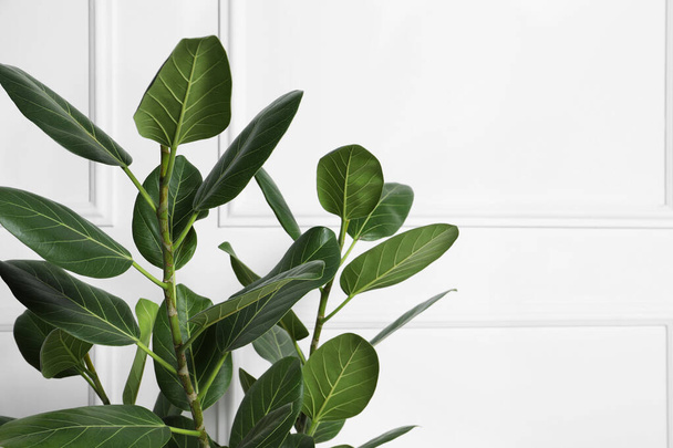 Beautiful ficus near white wall, closeup with space for text. Leafy houseplant - Zdjęcie, obraz