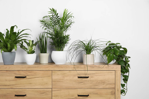 Many different houseplants in pots on wooden chest of drawers near white wall - Fotó, kép