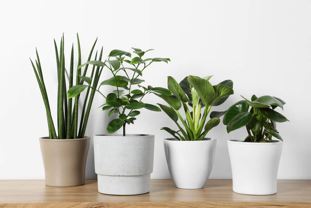 Many different houseplants in pots on wooden table near white wall - Foto, Imagem