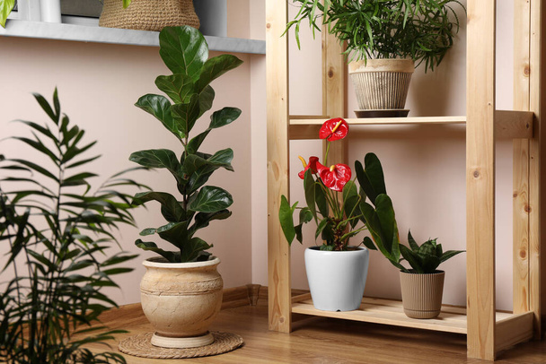 Beautiful houseplants in pots indoors. House decor - Foto, Imagen