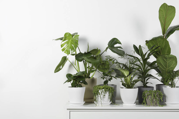 Many beautiful green potted houseplants on white chest of drawers indoors, space for text - Foto, immagini