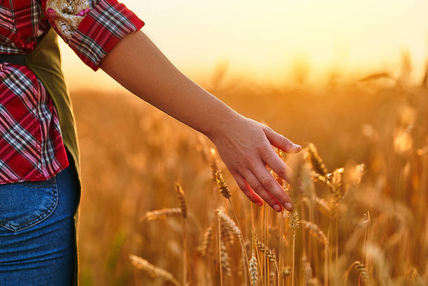 Woman farmer walks through a yellow field of ripe wheat and touches the golden spikelets with her hand at sunset  - Foto, afbeelding