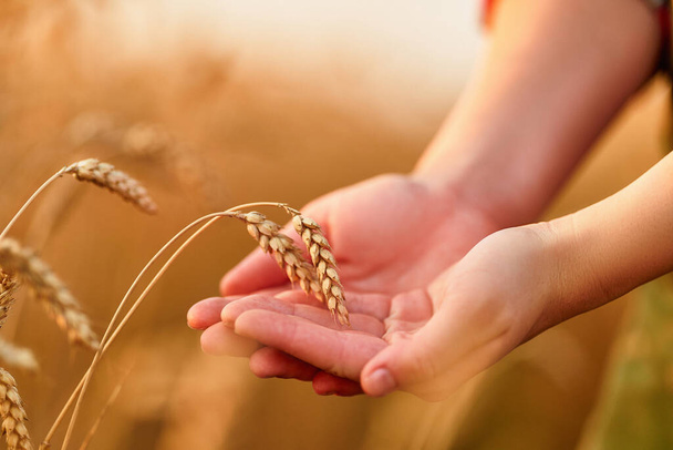 Woman farmer walks through a yellow field of ripe wheat and touches the golden spikelets with her hand at sunset  - Φωτογραφία, εικόνα