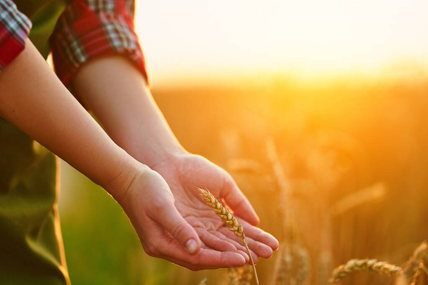 Woman farmer walks through a yellow field of ripe wheat and touches the golden spikelets with her hand at sunset  - Photo, image