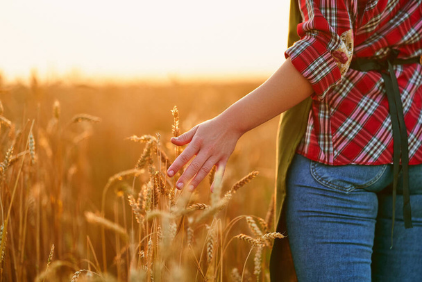 Woman farmer walks through a yellow field of ripe wheat and touches the golden spikelets with her hand at sunset  - Foto, afbeelding